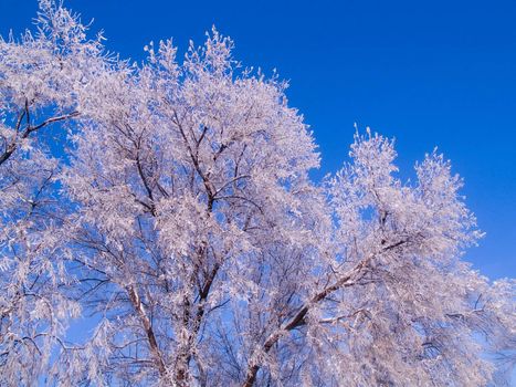 Frosted tree tops and a blue sky on a rural farm road