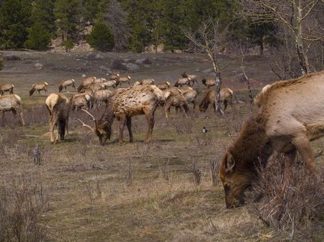 Herd of North American elk (wapiti) grazing on a meadow in early Spring in Rocky Mountain National P