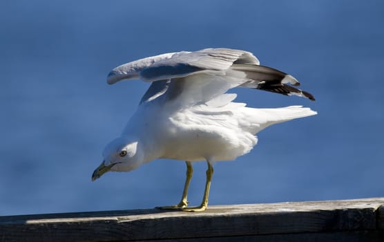 A gull stretching his wings in the afternoon on a lakeside pier.