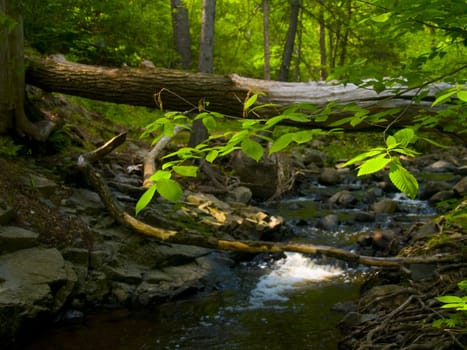 Leaves under filtered sunlight above a creek in a forest