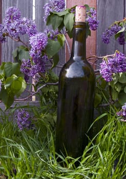 A wine bottle among lilacs leaning against a weathered fence