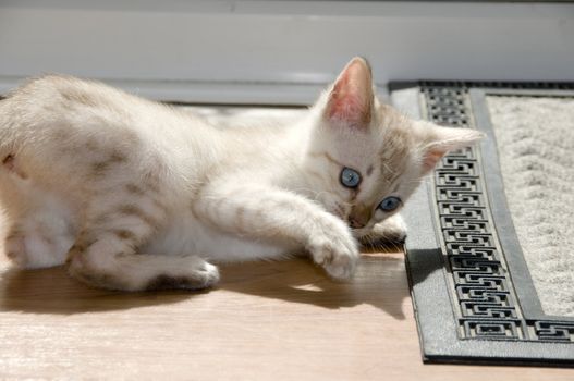 A snowy bengal kitten playing on the floor