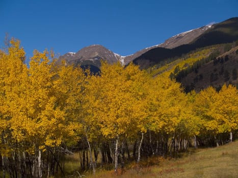 Aspen grove under Mount Chapin Rocky Mountain National Park.