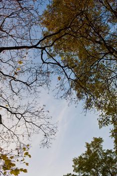 nature series: autumn top of a tree silhouette