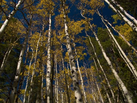 An endless wall of aspens along the St. Vrain Mountain trail in Colorado's Indian Peaks Wilderness.