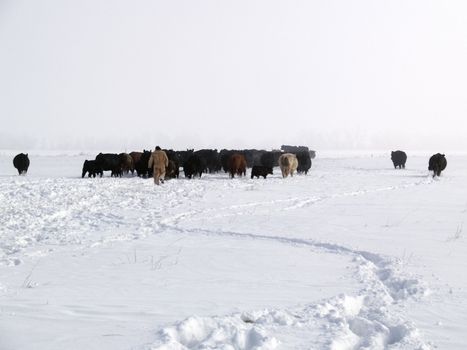 Rounding up the cows in a Colorado Blizzard