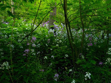 Wildflowers growing in a deep and lush forest.