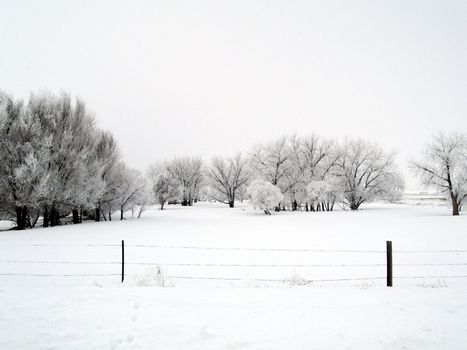 Field in winter fog