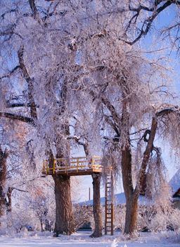 A tree house on a frosty winter morning
