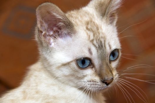 A Bengal kitten  on an orange sofa