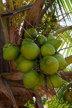 The picture of the green coconut on the palm (nicaragua)