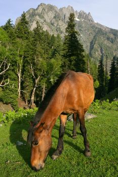 A wild horse grazing near a forest and mountains in Kashmir, India.
