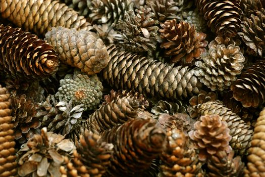 A shallow-depth-of-field image of pine cones.  Focus is in the middle.
