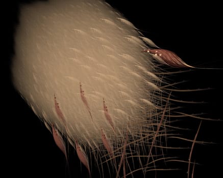 Abstract grouped brown feathers on a black background