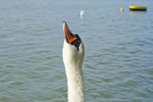 A beautiful swan on Balaton.