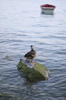 A duck standing on a rock.