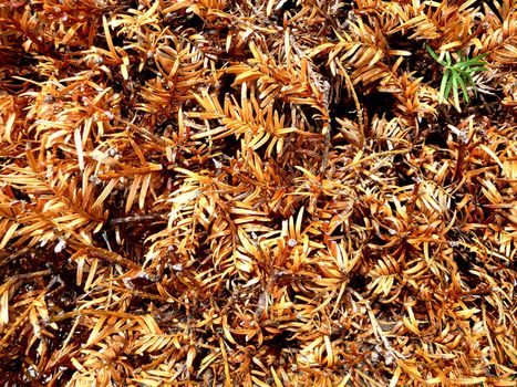 A background of dried up and dying leaves.