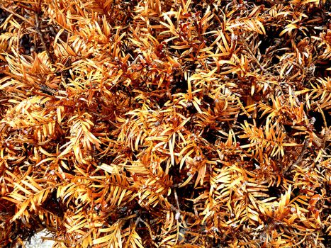 A background of dried up and dying leaves.