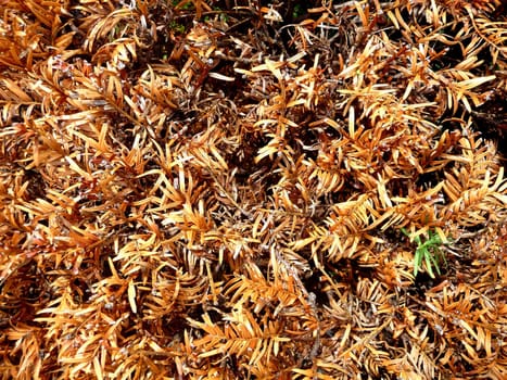 A background of dried up and dying leaves.
