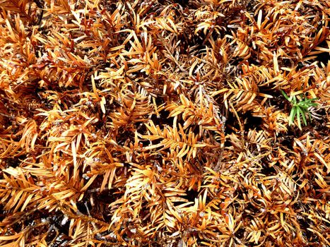 A background of dried up and dying leaves.