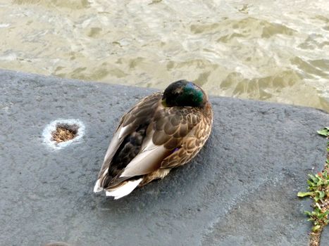 A photograph of a duck that is resting by London's River Thames.