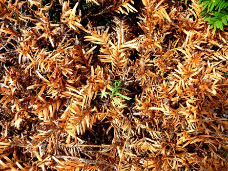A background of dried up and dying leaves.