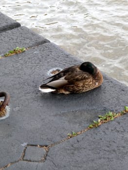 A photograph of a duck that is resting by London's River Thames.