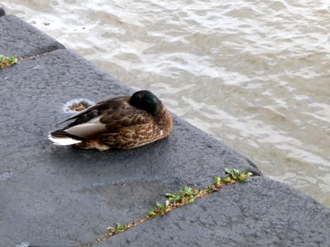 A photograph of a duck that is resting by London's River Thames.