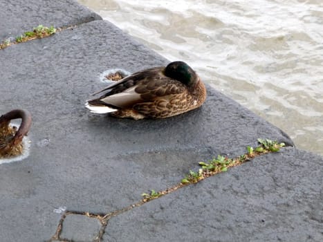 A photograph of a duck that is resting by London's River Thames.