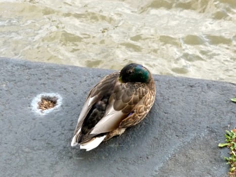A photograph of a duck that is resting by London's River Thames.