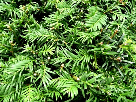 A background image of a lot of green leaves.