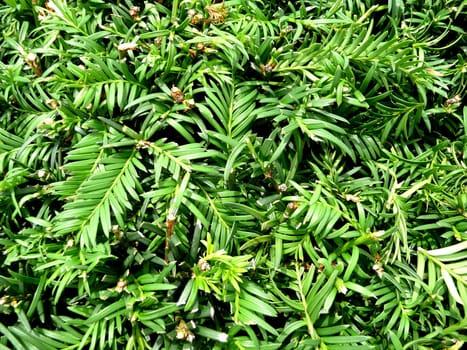 A background image of a lot of green leaves.