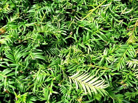 A background image of a lot of green leaves.