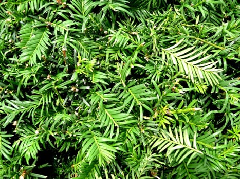 A background image of a lot of green leaves.
