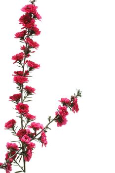 Branch of a tea tree on a white background as an ornament.