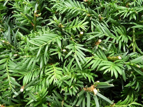 A background image of a lot of green leaves.