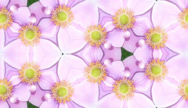 A seamless texture background pattern made from  Japanese Anemone flowers.