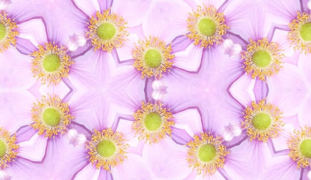 A seamless texture background pattern made from  Japanese Anemone flowers.