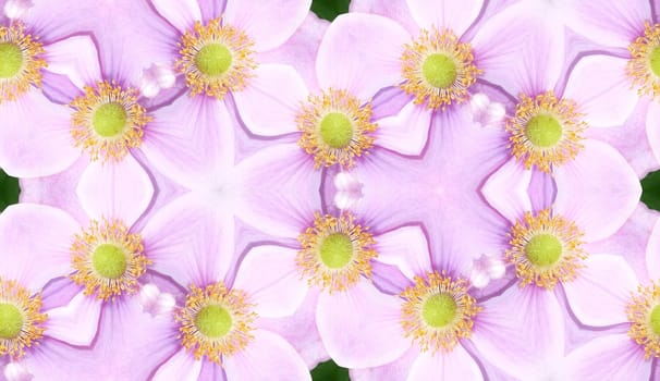 A seamless texture background pattern made from  Japanese Anemone flowers.