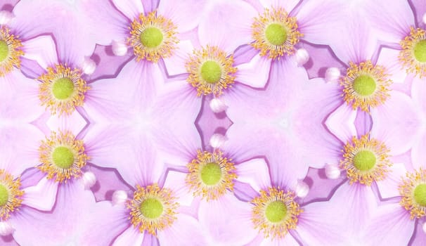 A seamless texture background pattern made from  Japanese Anemone flowers.
