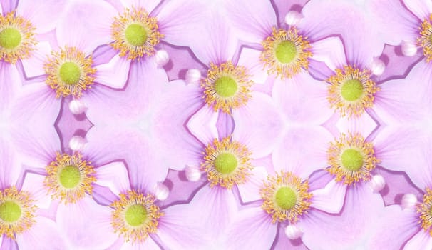 A seamless texture background pattern made from  Japanese Anemone flowers.