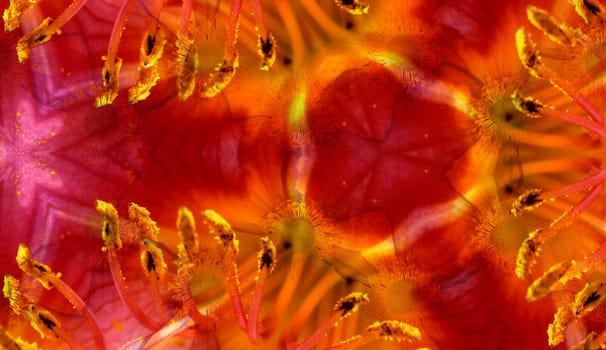 A background made from a mixture of 2 flower photographs.