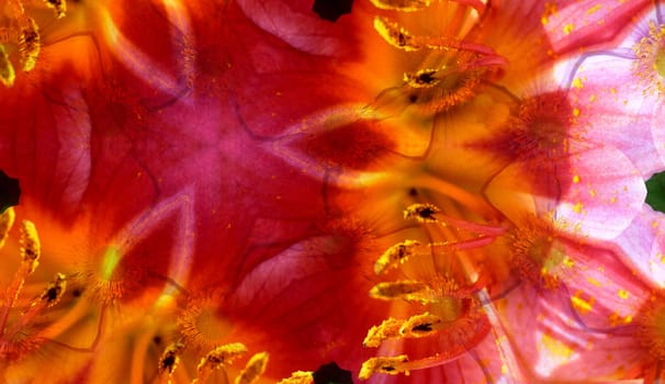 A background made from a mixture of 2 flower photographs.