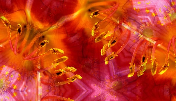 A background made from a mixture of 2 flower photographs.