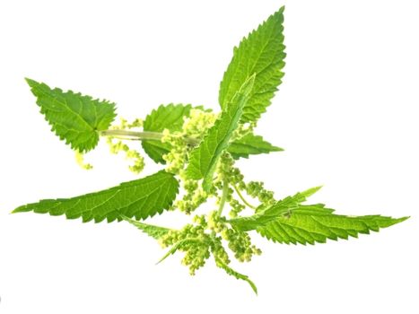 fresh and green nettle isolated on white background - series herb