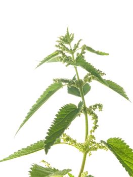 fresh and green nettle isolated on white background - series herb