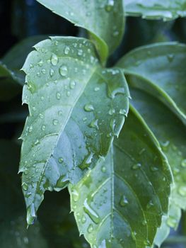 Drop water on leaf