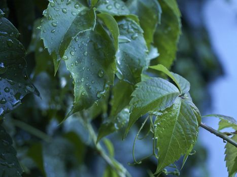 Drop water on leaves