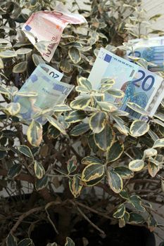 euro notes growing on a tree