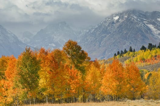 Mountain vista with Fall colors Grand Tetons
